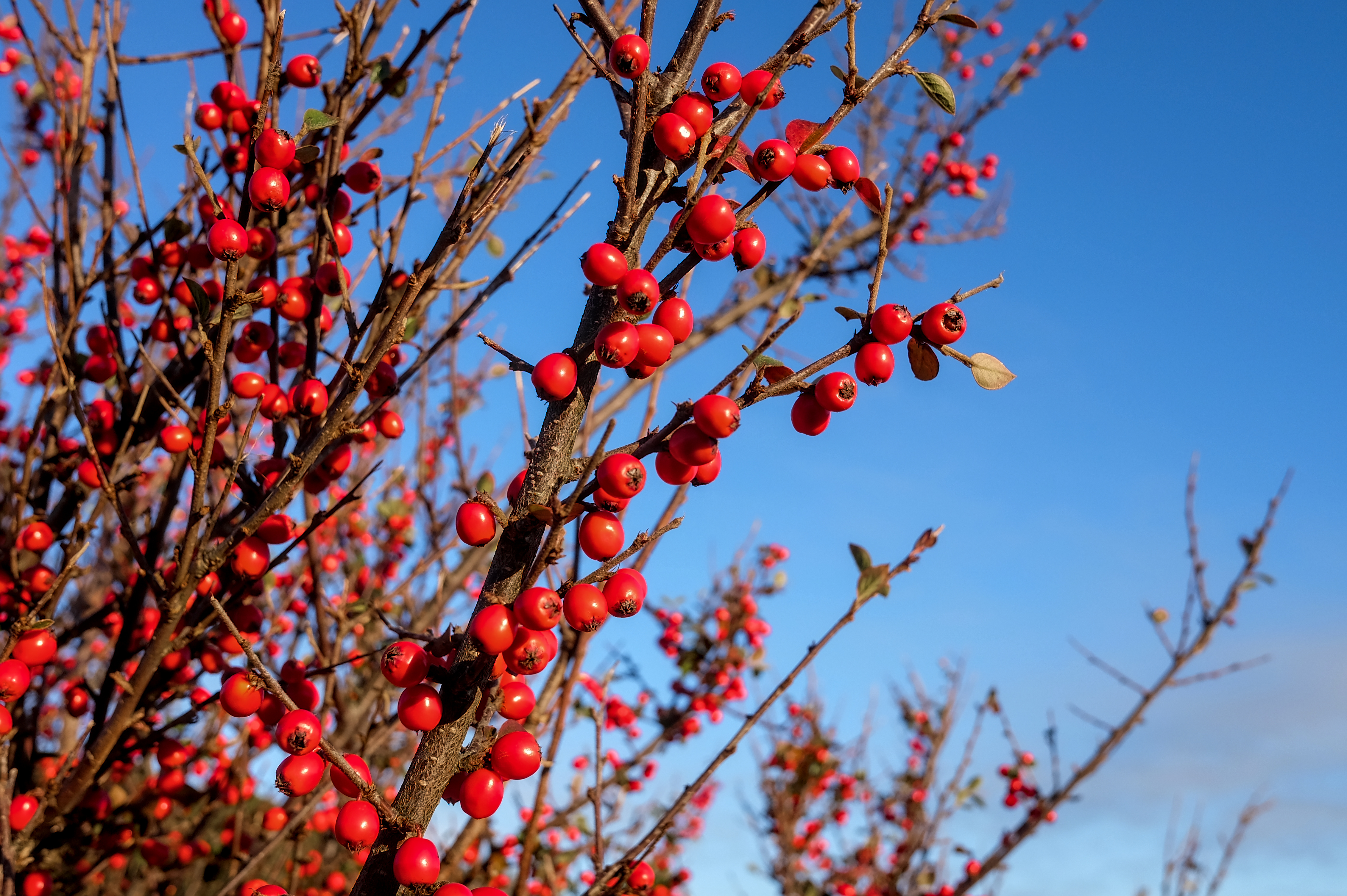 A close-up photo of bright red berries on a leafless bush against a blue sky.