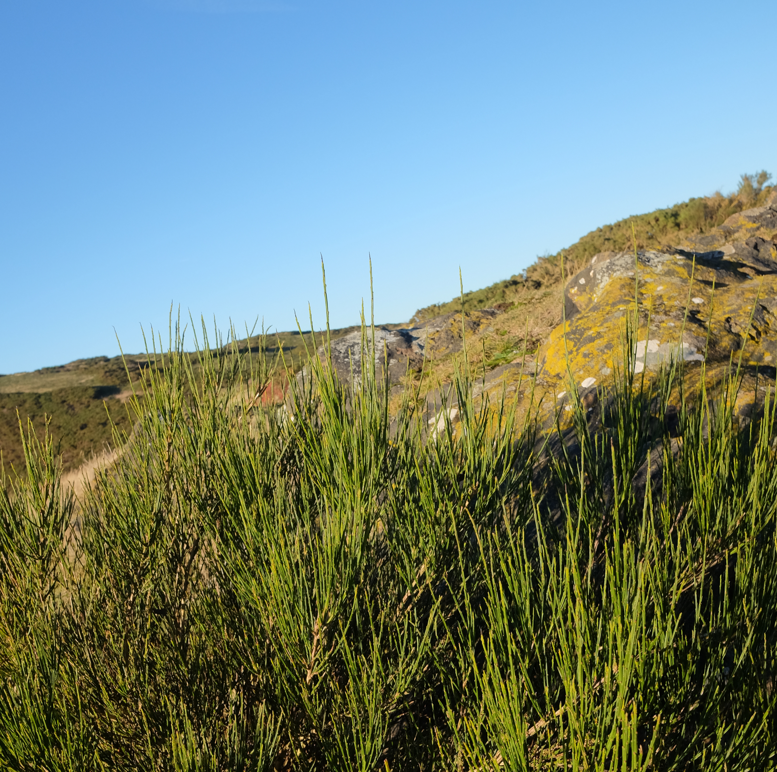 A photo of a rocky landscape with brush-like foliage in the foreground.