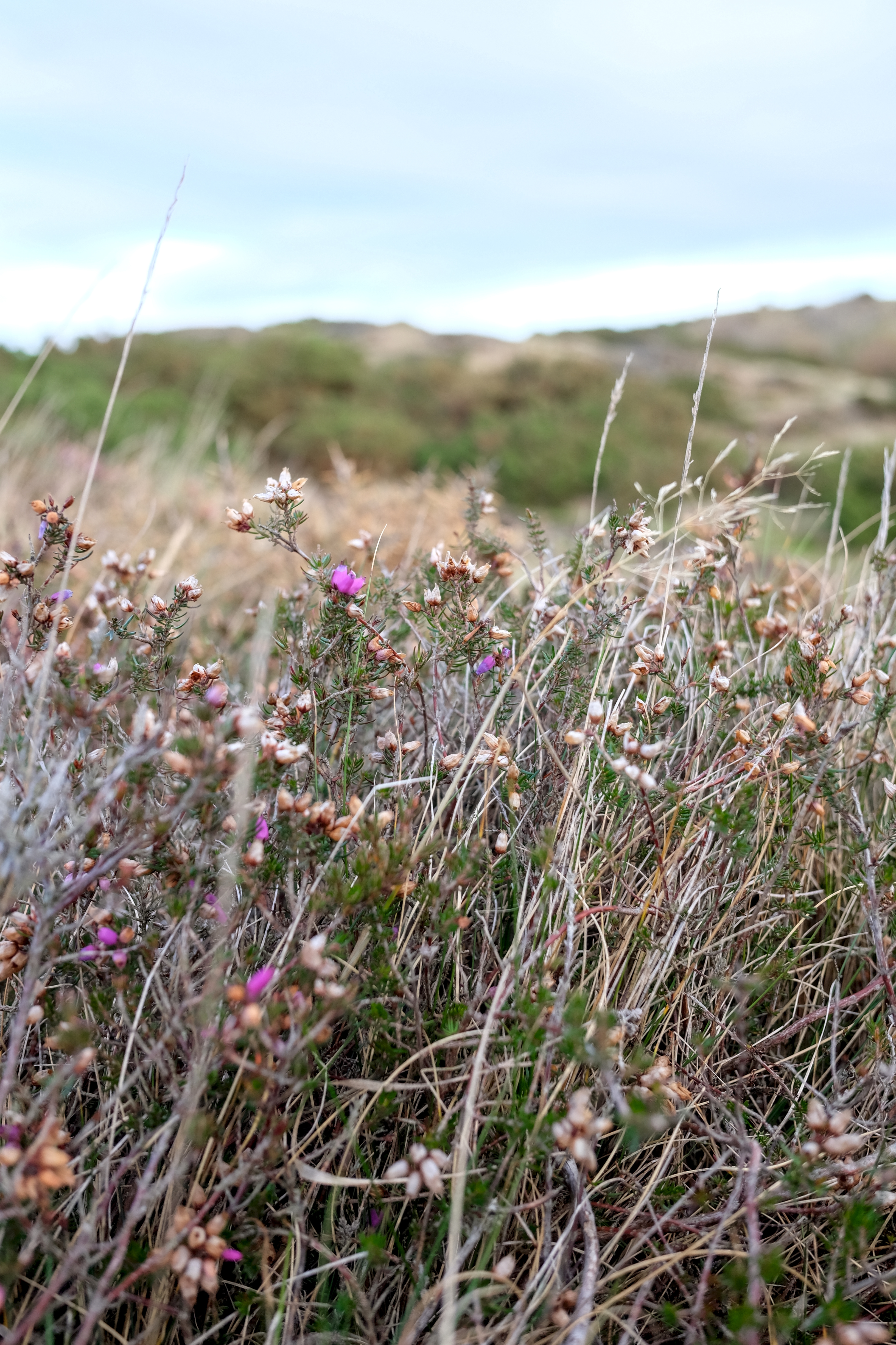 A close-up photo of some heather.