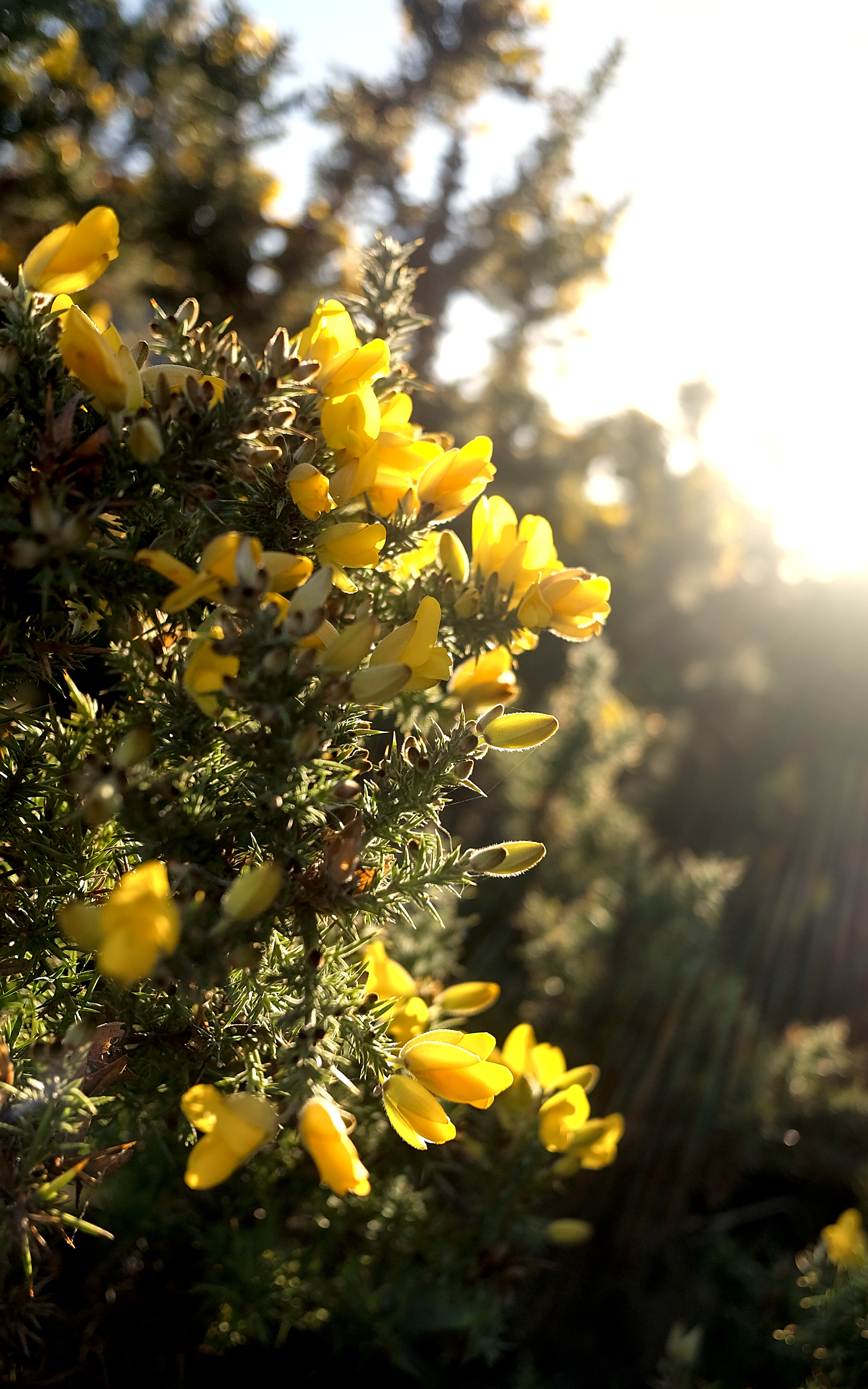 A photo of sunlight shining through a gorse bush.